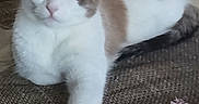 Chatounette participe au concours pour gagner de l'argent avec cette photo : cat, feline, fluffy, cream_and_brown, white_fur, tabby, pet, animal, couch, sofa, blanket, indoors, cozy, relaxed, sitting, lying_down, paw, whiskers, portrait, house_cat