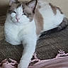 cat, feline, fluffy, cream_and_brown, white_fur, tabby, pet, animal, couch, sofa, blanket, indoors, cozy, relaxed, sitting, lying_down, paw, whiskers, portrait, house_cat