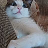 Chatounette a rejoint le concours — aidez-le/la à gagner de superbes lots ! cat, pet, feline, white_fur, dark_ears, blue_eyes, wide_eyed, surprised, close_up, portrait, fluffy, whiskers, pink_nose, paws, couch, cushion, indoor, relaxed, cute, funny