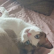 Chatounette a rejoint le concours — aidez-le/la à gagner de superbes lots ! cat, blue_eyes, white_fur, gray_fur, bicolor_cat, pet, animal, close_up, portrait, lying_down, upside_down, relaxed, cozy, blanket, cushion, indoor, home, whiskers, pink_nose, playful