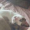cat, blue_eyes, white_fur, gray_fur, bicolor_cat, pet, animal, close_up, portrait, lying_down, upside_down, relaxed, cozy, blanket, cushion, indoor, home, whiskers, pink_nose, playful