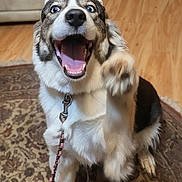 Selah joined the competition — help win amazing prizes! canine, closeup, collar, dog, excited, fur, happy, hardwood_floor, holiday, indoor, leash, living_room, paw, pet, playful, portrait, rug, santa_hat, smile, tongue