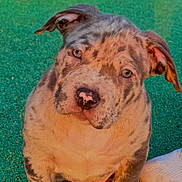 Zelda participe au concours pour gagner de l'argent avec cette photo : animal, close_up, curious, cute, dog, ears, footwear, friendly, fur, green_background, ground, looking_up, nose, outdoor, paw, pet, puppy, sitting, spotted, young
