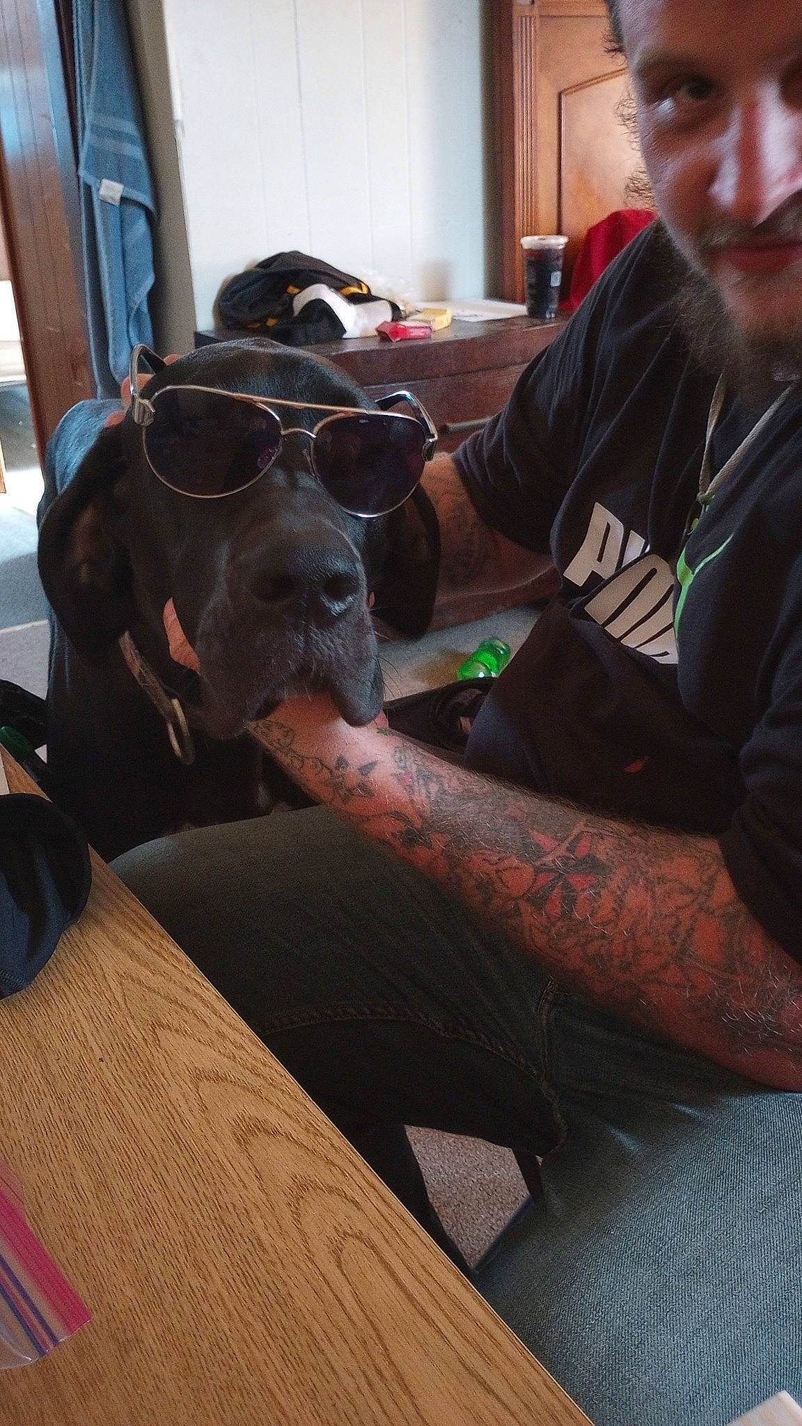 Freyja is registered to the contest to win money with this photo: beard, canidae, carnivore, comfort, companion_dog, conversation, dog, dog_breed, eyewear, fawn, flooring, fun, guard_dog, lap, personal_protective_equipment, recreation, sitting, sporting_group, wood, working_animal