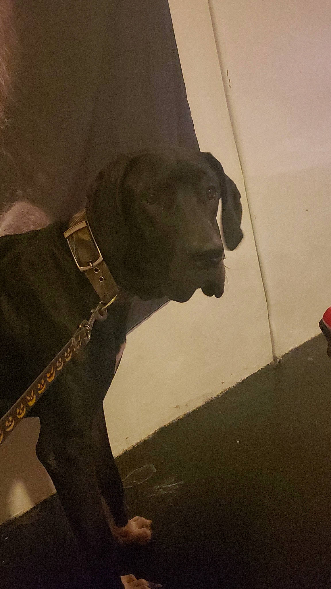 Freyja is registered to the contest to win money with this photo: canidae, carnivore, collar, companion_dog, dog, dog_breed, dog_collar, fashion_accessory, fawn, flooring, guard_dog, gun_dog, leash, liver, pet_supply, snout, sporting_group, tints_and_shades, whiskers, working_animal