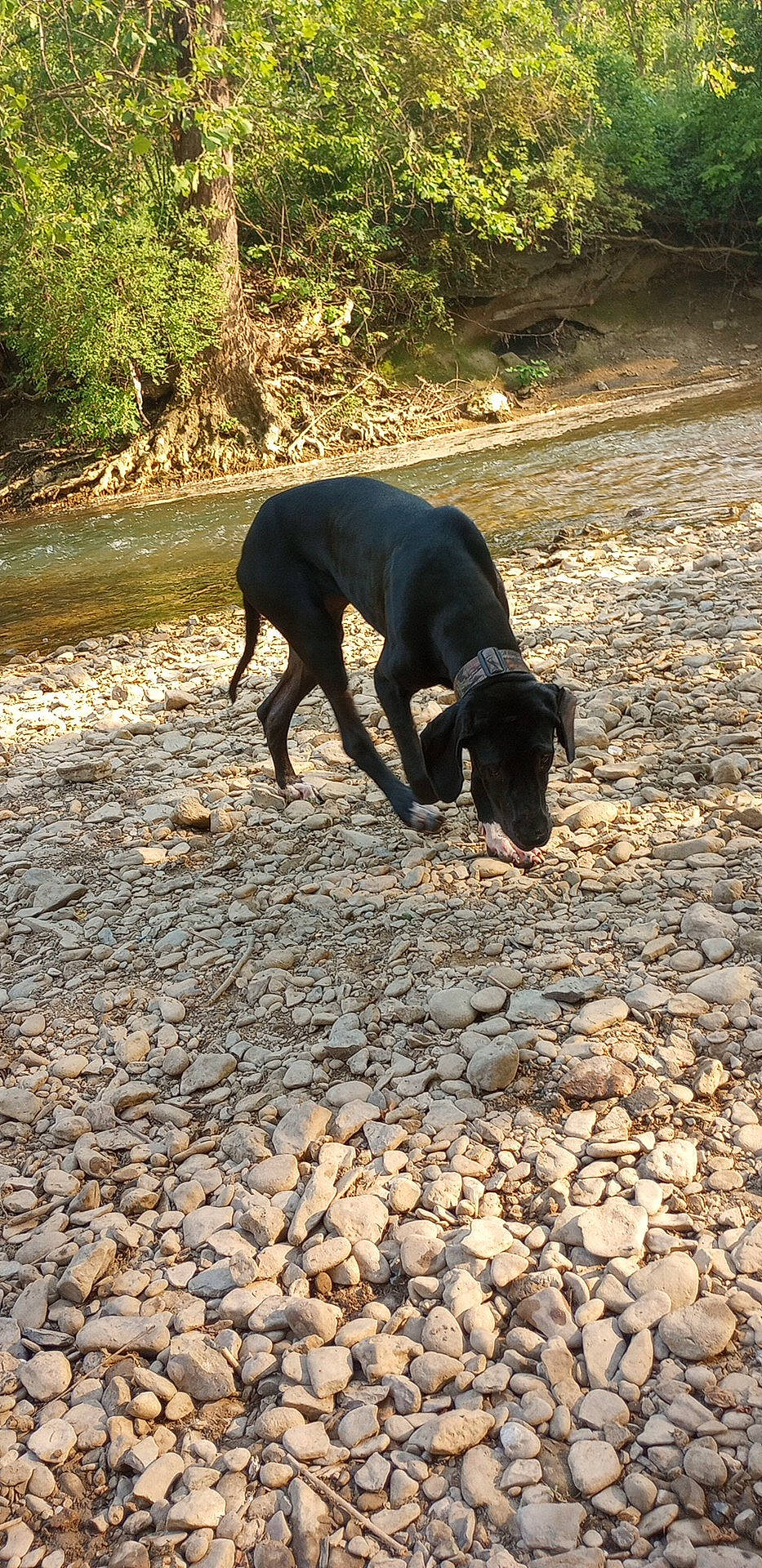 Freyja is registered to the contest to win money with this photo: canidae, carnivore, cobblestone, dog, dog_breed, fawn, grass, landscape, plant, road_surface, shadow, snout, soil, sporting_group, tail, terrestrial_animal, tints_and_shades, tree, water, working_animal
