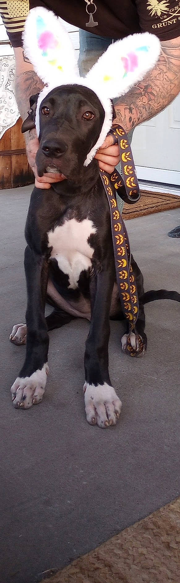 Freyja joined the competition — help win amazing prizes! canidae, carnivore, companion_dog, costume, dog_breed, fashion_accessory, fawn, foot, formal_wear, fur, hat, human_leg, leather, liver, metal, snout, sporting_group, tail, terrestrial_animal, working_animal