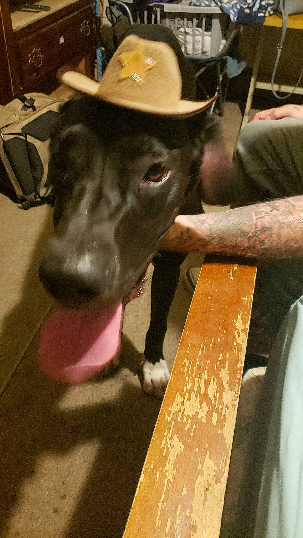 Freyja is registered to the contest to win money with this photo: bovine, bull, cowboy_hat, dairy, dairy_cow, event, fashion_accessory, fawn, fur, hat, horn, jaw, livestock, ox, pack_animal, personal_protective_equipment, snout, sun_hat, terrestrial_animal, working_animal