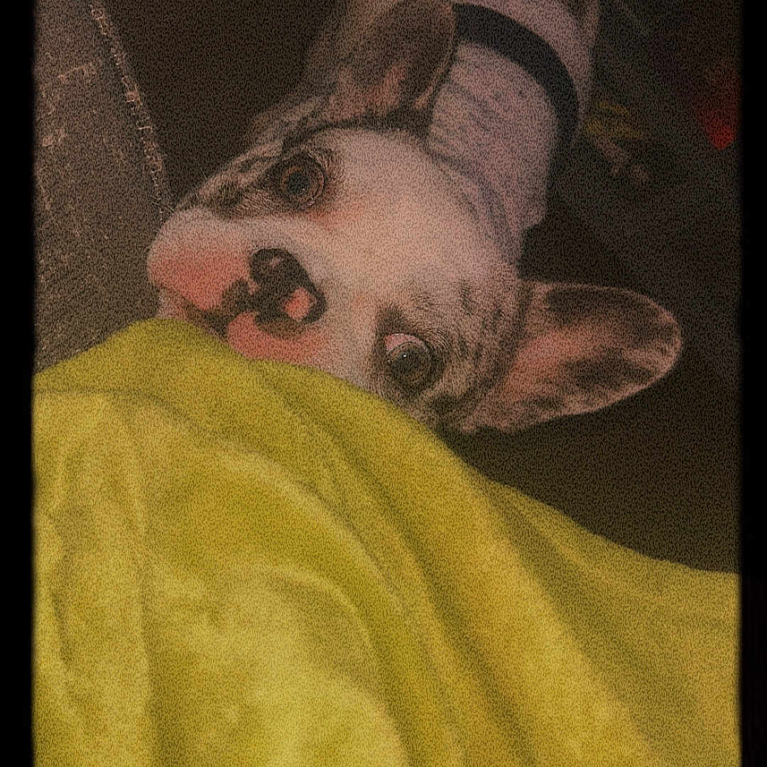 Prince is registered to the contest to win money with this photo: adult, animal, blanket, bulldog, canine, chair, cushion, dog, face, frenchbulldog, furniture, head, hound, male, man, person, pet, pitbull, puppy, sleeping