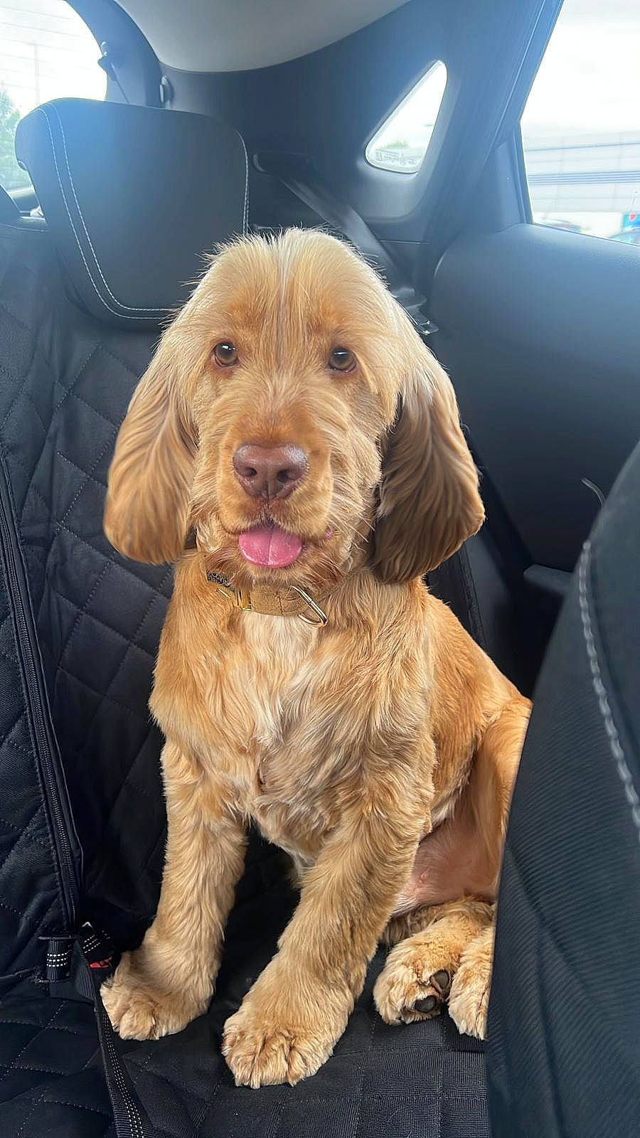 Echo joined the competition — help win amazing prizes! canidae, car_seat, car_seat_cover, carnivore, chair, cocker_spaniel, companion_dog, dog, dog_breed, dog_collar, fur, labradoodle, liver, puppy, snout, spaniel, sporting_group, toy_dog, window, working_animal