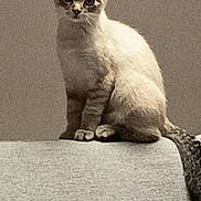 Mia a rejoint le concours — aidez-le/la à gagner de superbes lots ! kitten, cat, pet, feline, sitting, couch, indoor, fur, animal, curious, ears, whiskers, tail, young, domestic, looking, portrait, gray_background, furniture, home