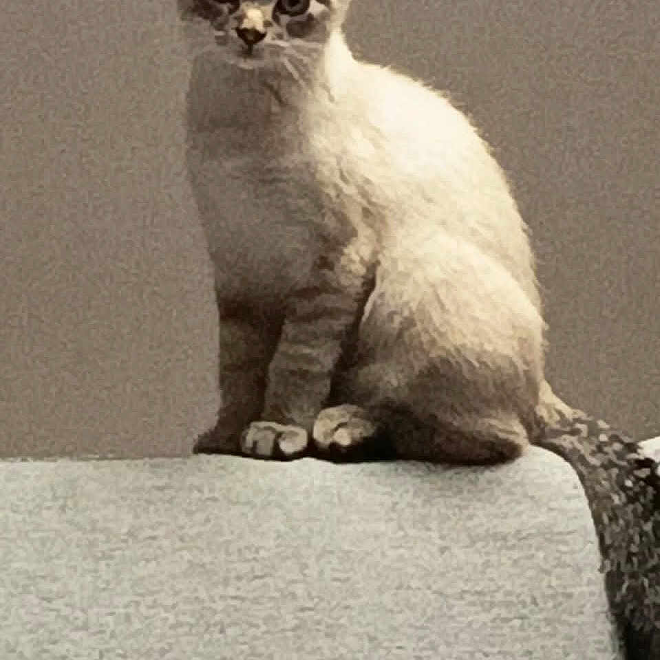 Mia a rejoint le concours — aidez-le/la à gagner de superbes lots ! animal, cat, couch, curious, domestic, ears, feline, fur, furniture, gray_background, home, indoor, kitten, looking, pet, portrait, sitting, tail, whiskers, young