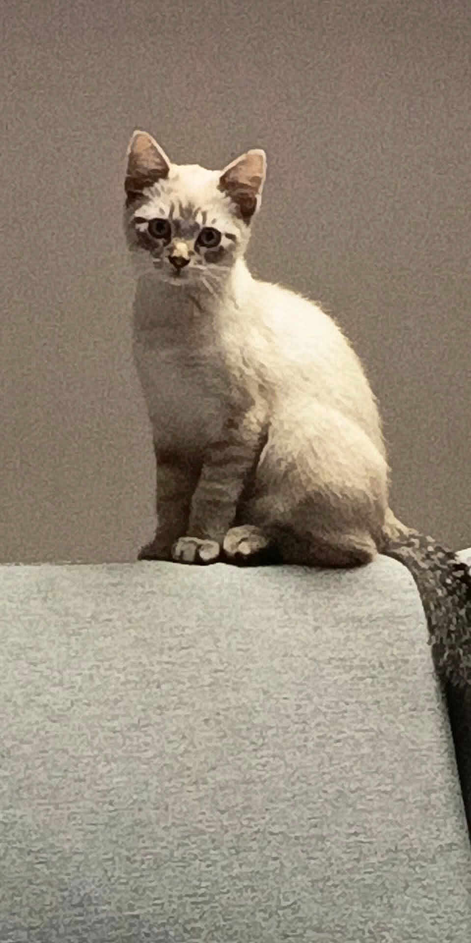 Mia a rejoint le concours — aidez-le/la à gagner de superbes lots ! kitten, cat, pet, feline, sitting, couch, indoor, fur, animal, curious, ears, whiskers, tail, young, domestic, looking, portrait, gray_background, furniture, home