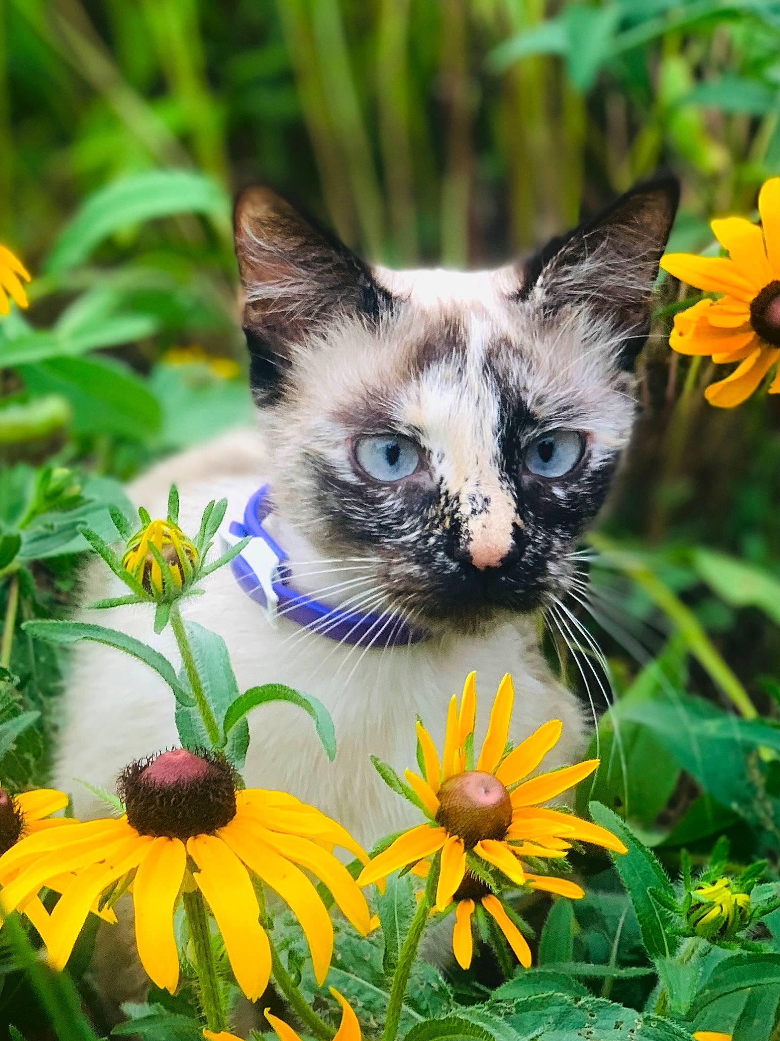 Khaleesi is registered to the contest to win money with this photo: annual_plant, botany, carnivore, cat, close_up, felidae, flower, flowering_plant, garden, grass, groundcover, leaf, nature, petal, plant, siamese, small_to_medium_sized_cats, spring, whiskers, wildflower