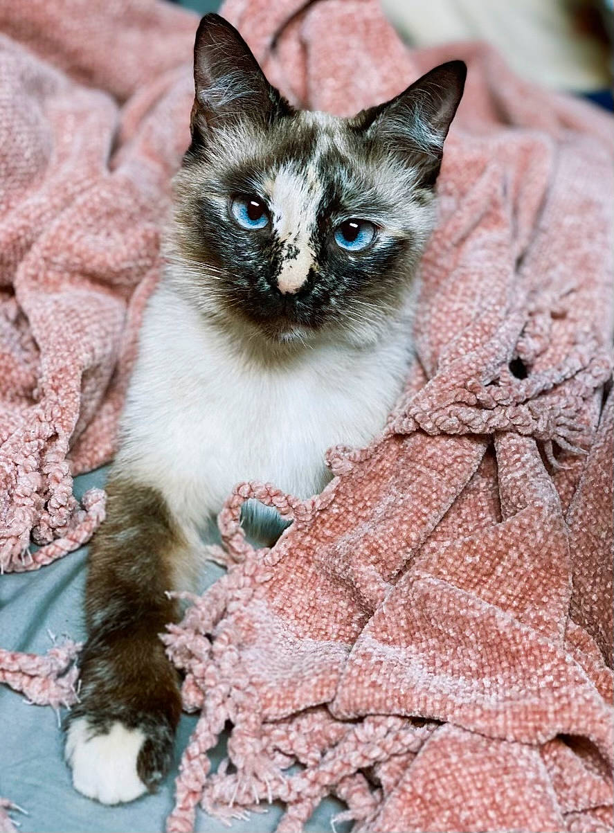 Khaleesi is registered to the contest to win money with this photo: carnivore, cat, claw, domestic_short_haired_cat, door, electric_blue, eye, eyelash, fawn, felidae, fur, iris, plant, siamese, sitting, small_to_medium_sized_cats, snout, terrestrial_animal, whiskers, wildlife