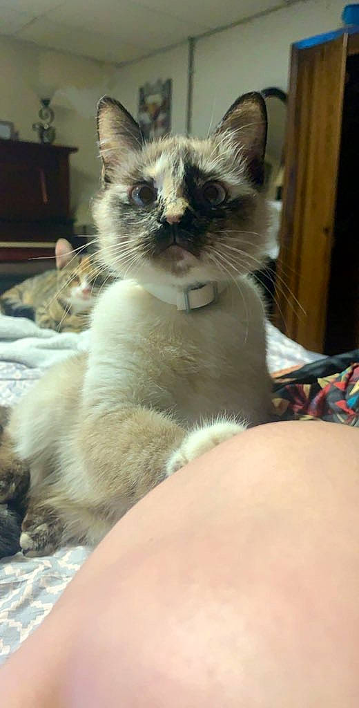 Khaleesi joined the competition — help win amazing prizes! box, carnivore, cat, claw, comfort, domestic_short_haired_cat, fawn, felidae, fur, paw, small_to_medium_sized_cats, thai, whiskers