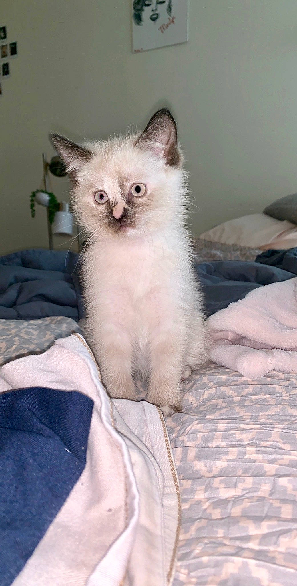 Khaleesi is registered to the contest to win money with this photo: carnivore, cat, comfort, domestic_short_haired_cat, felidae, fur, paw, small_to_medium_sized_cats, tail, terrestrial_animal, whiskers, window