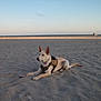 Willow is registered to the contest to win money with this photo: dog, beach, sand, harness, animal, outdoor, calm, lying_down, sea, sky, pet, nature, relaxing, sunset, coast, water, vacation, travel, daytime, canine