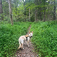 Willow joined the competition — help win amazing prizes! dog, forest, trail, greenery, trees, outdoor, nature, path, canine, harness, rocks, leaves, woods, animal, daylight, walking, scenic, adventure, pet, exploration