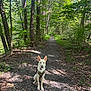 Willow is registered to the contest to win money with this photo: dog, canine, forest, path, trail, trees, greenery, sunlight, nature, outdoor, animal, pet, harness, sitting, leaves, shadows, woods, daylight, quiet, scenic