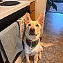 dog, bandana, kitchen, floor, towel, oven, tile_floor, curious, pet, indoor, brown_eyes, ears, portrait, waiting, fur, home, animal, mammal, cute, companion