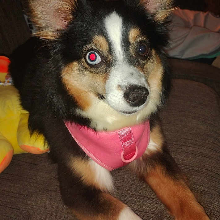 Bella joined the competition — help win amazing prizes! animal, black_fur, brown_fur, canine, closeup, couch, cute, dog, domestic, ears, fur, indoor, looking_at_camera, pet, pink_harness, plush_toy, portrait, red_eye, sitting, white_fur