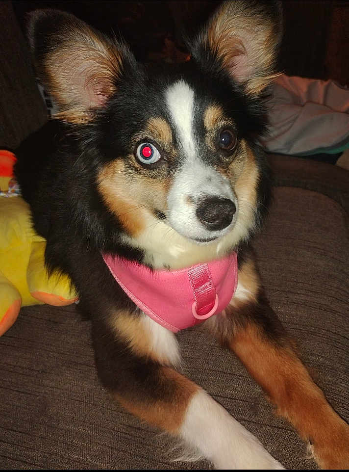Bella