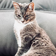 Kitniss joined the competition — help win amazing prizes! cat, gray_cat, white_paws, feline, pet, sitting, couch, indoor, fur, whiskers, ears, animal, mammal, closeup, portrait, relaxed, domestic_cat, cute, furry, resting