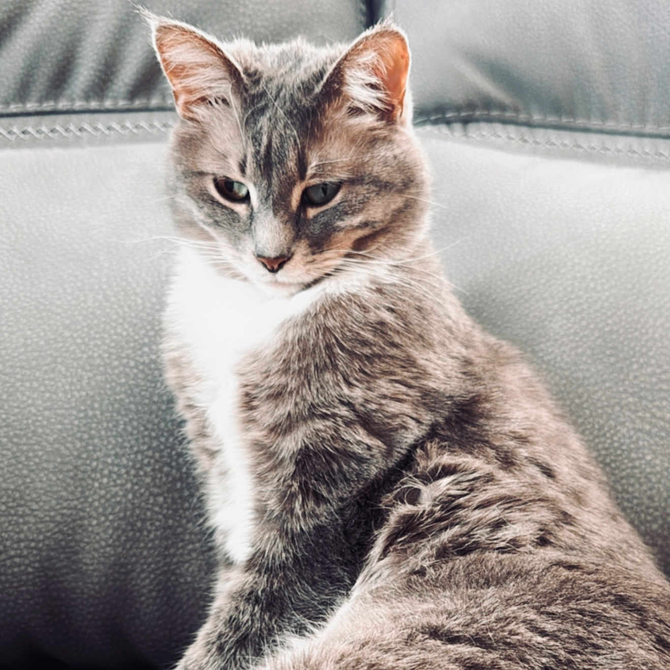 Kitniss joined the competition — help win amazing prizes! animal, cat, closeup, couch, cute, domestic_cat, ears, feline, fur, furry, gray_cat, indoor, mammal, pet, portrait, relaxed, resting, sitting, whiskers, white_paws