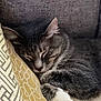 Kitniss joined the competition — help win amazing prizes! cat, tabby, sleeping, paw, white_paw, couch, pillow, patterned_pillow, gray_fur, cozy, resting, pet, animal, indoor, closeup, feline, whiskers, relaxed, soft_fur, cute