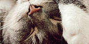 Kitniss joined the competition — help win amazing prizes! cat, sleeping, paw, close_up, cozy, feline, whiskers, soft_fur, relaxed, indoor, pet, cute, domestic_animal, resting, animal_face, texture, couch, nap, peaceful, furry