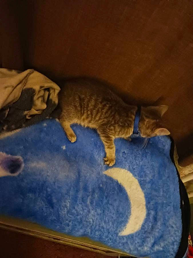 Pipper is registered to the contest to win money with this photo: art, carnivore, cat, comfort, domestic_short_haired_cat, felidae, flooring, fur, hardwood, linens, room, small_to_medium_sized_cats, tail, terrestrial_animal, textile, vertebrate, visual_arts, whiskers, wood