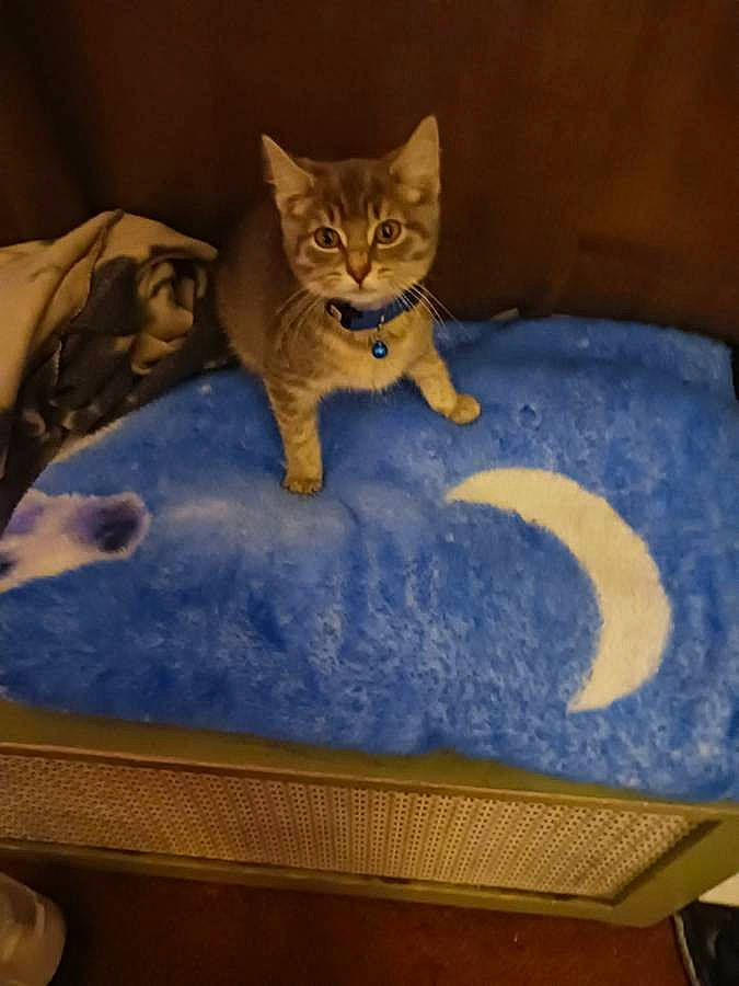 Pipper is registered to the contest to win money with this photo: carnivore, cat, cat_supply, comfort, electric_blue, felidae, flooring, fur, hardwood, linens, pet_supply, room, small_to_medium_sized_cats, tail, terrestrial_animal, toy, visual_arts, whiskers, wood