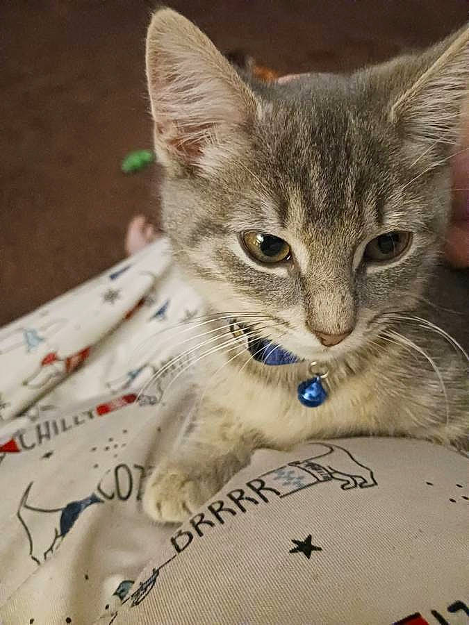 Pipper joined the competition — help win amazing prizes! box, carnivore, cat, claw, collar, domestic_short_haired_cat, felidae, fur, paw, photo_caption, small_to_medium_sized_cats, terrestrial_animal, whiskers