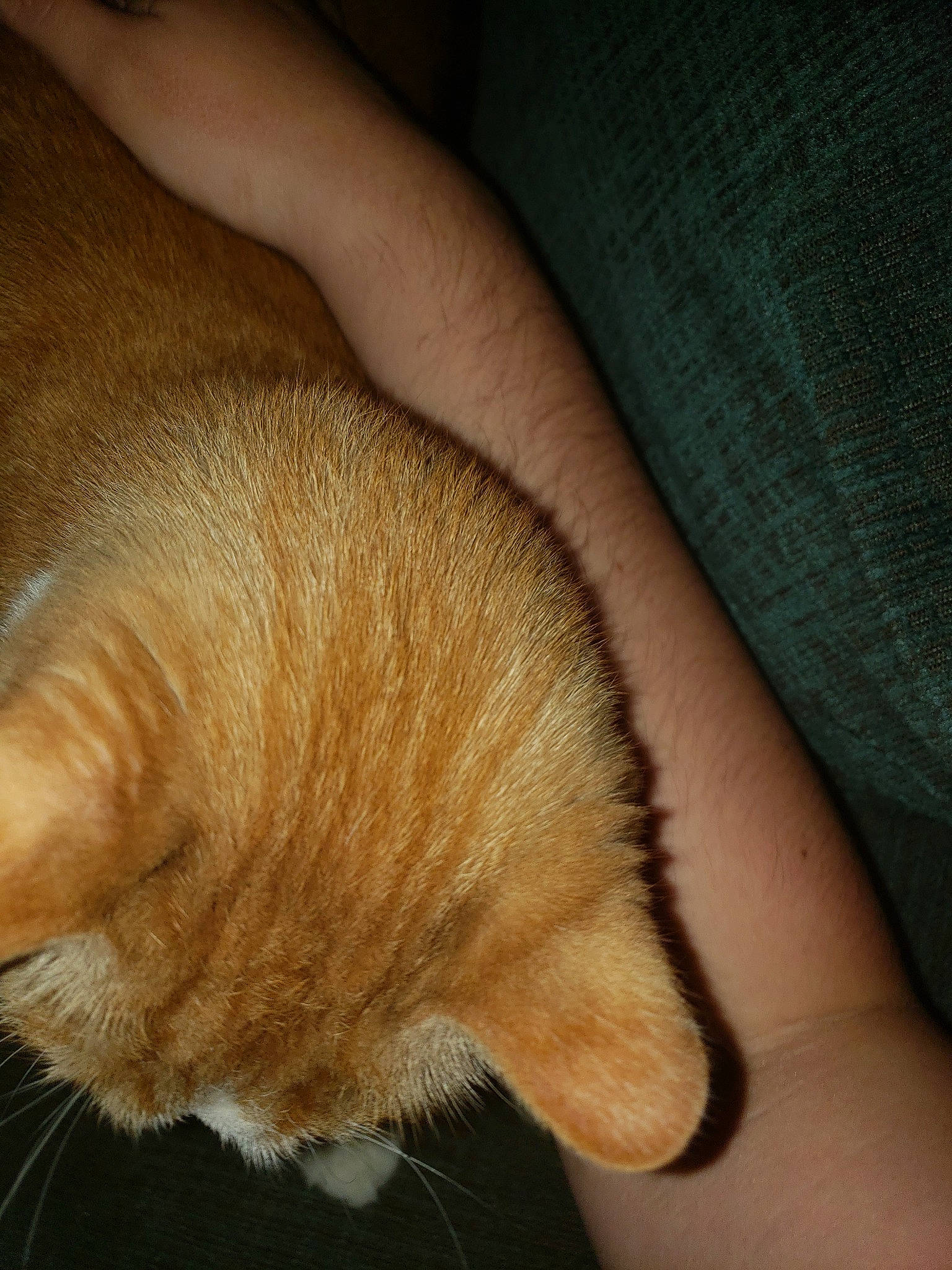 Tony The Tiger joined the competition — help win amazing prizes! carnivore, cat, claw, ear, fawn, felidae, fur, paw, skin, small_to_medium_sized_cats, snout, tail, whiskers