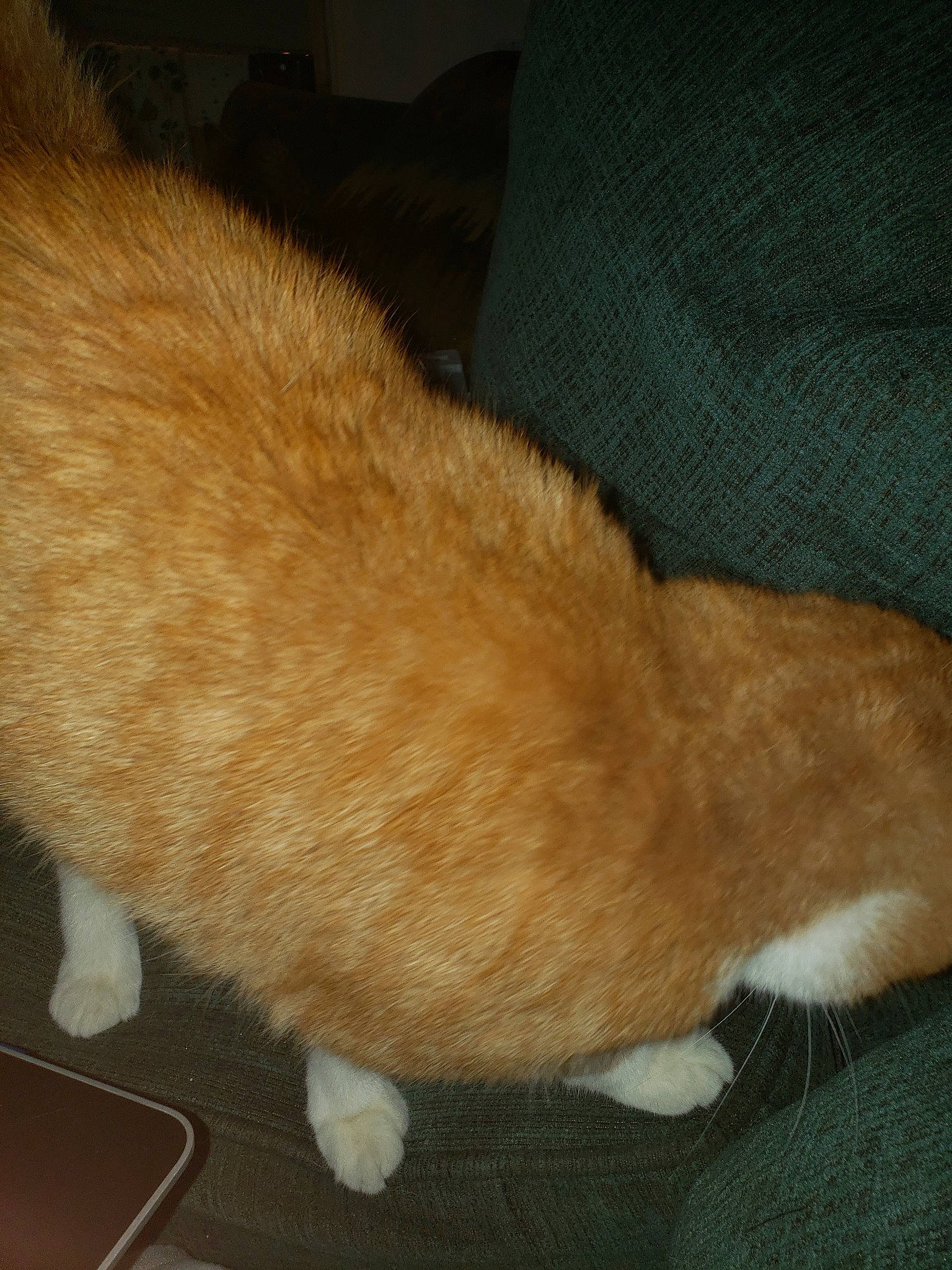 Tony The Tiger joined the competition — help win amazing prizes! canidae, carnivore, cat, claw, fawn, felidae, fur, pembroke_welsh_corgi, small_to_medium_sized_cats, tail, welsh_corgi, whiskers