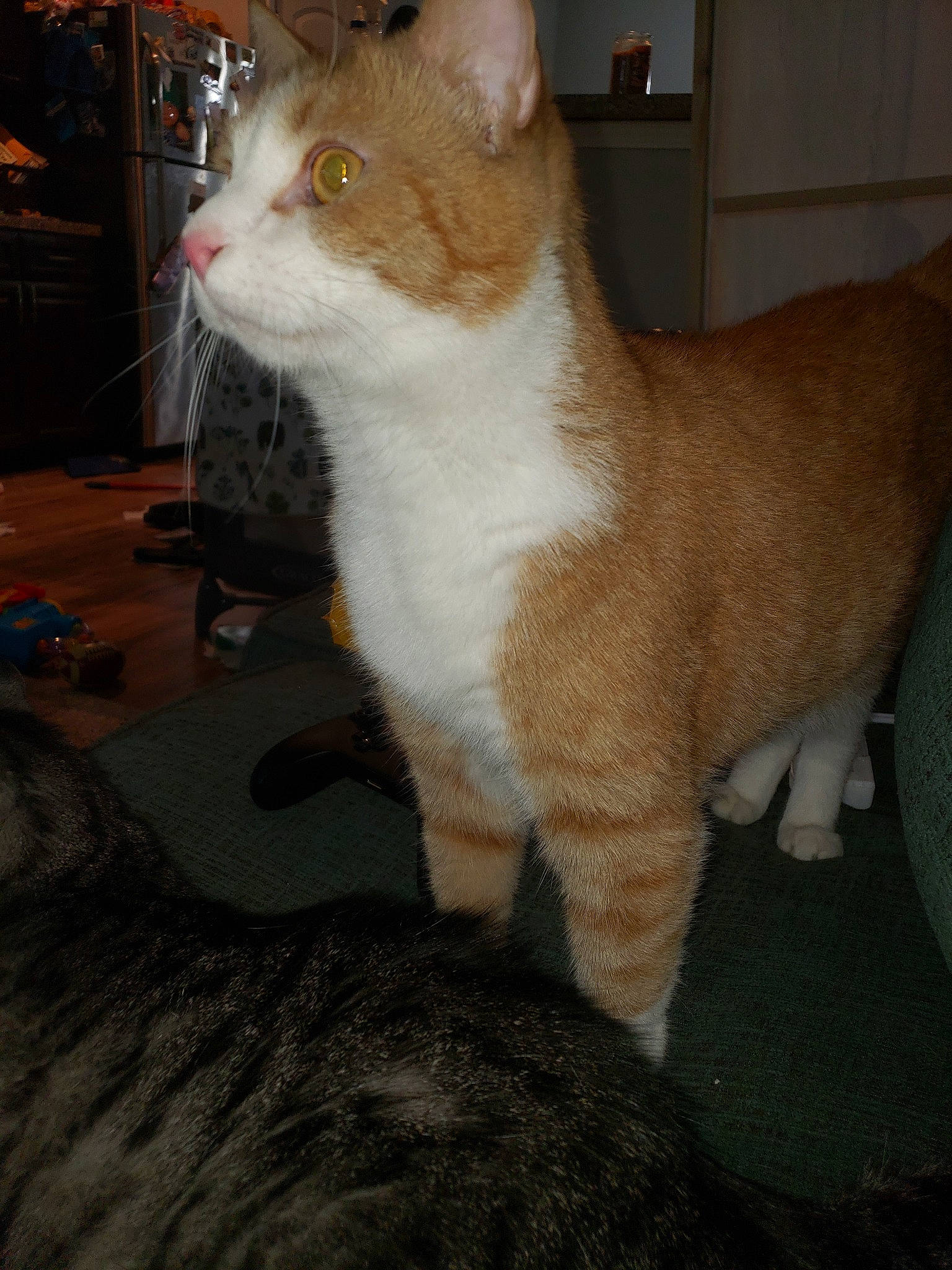 Tony The Tiger is registered to the contest to win money with this photo: aegean_cat, american_wirehair, carnivore, cat, domestic_short_haired_cat, european_shorthair, fawn, felidae, fur, german_rex, mammal, polydactyl_cat, small_to_medium_sized_cats, tail, vertebrate, whiskers