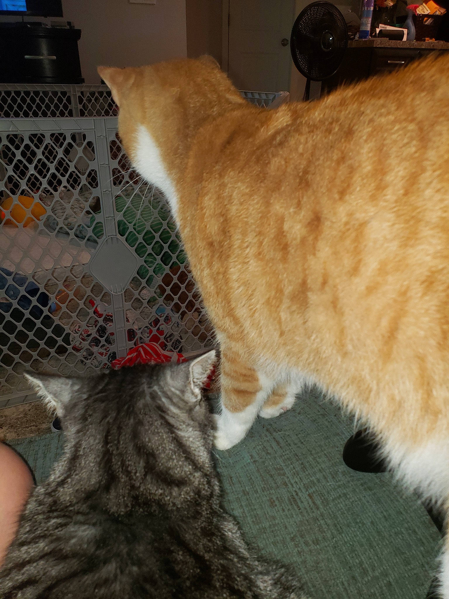 Tony The Tiger joined the competition — help win amazing prizes! carnivore, cat, domestic_short_haired_cat, european_shorthair, fawn, felidae, fur, kitten, small_to_medium_sized_cats, tabby_cat, tail, whiskers