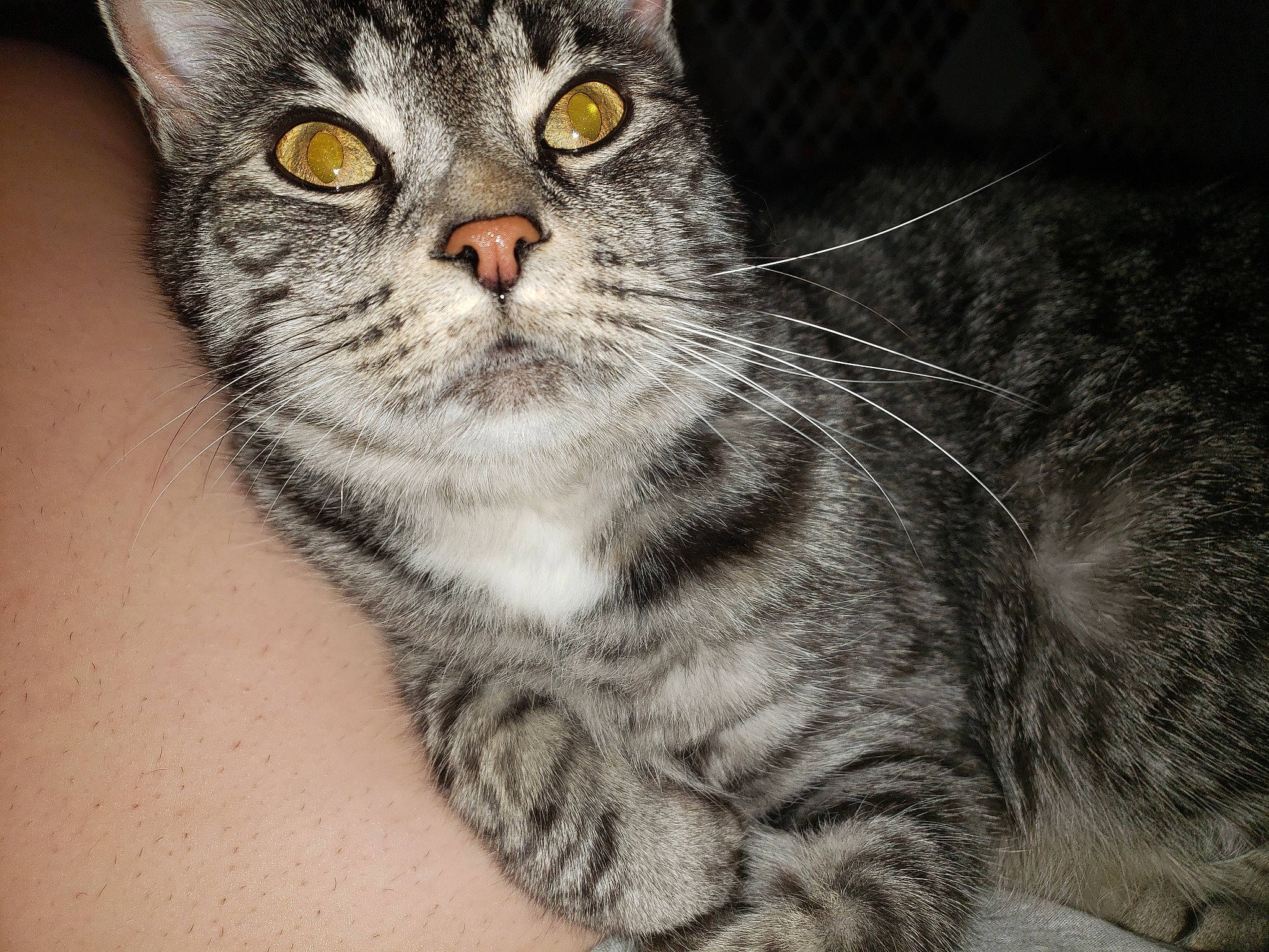 Lily joined the competition — help win amazing prizes! american_shorthair, american_wirehair, asian, carnivore, cat, close_up, domestic_short_haired_cat, dragon_li, european_shorthair, eye, felidae, mammal, nose, pixie_bob, sky, small_to_medium_sized_cats, snout, tabby_cat, vertebrate, whiskers