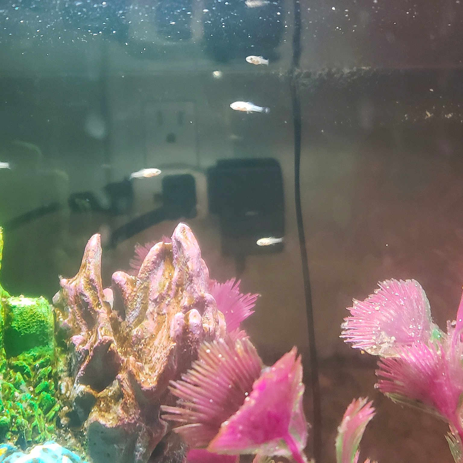 Dalmatian Mollys Babies