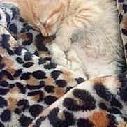 Maelyn Rose Wallace is registered to the contest to win money with this photo: adorable, animal, blanket, comfort, cozy, cute, domestic_cat, feline, fur, indoor, kitten, leopard_print, nap, peaceful, pet, resting, sleeping, small, soft, warm