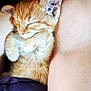 animal, bare_chest, cat, closeup, cozy, cute, fur, human_skin, kitten, nap, orange_tabby, paw, person, pet, relaxing, resting, sleeping, snuggling, soft, whiskers