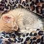 kitten, sleeping, blanket, leopard_print, cozy, fur, animal, pet, cute, resting, small, orange, soft, comfort, domestic_cat, feline, nap, indoor, warm, snuggle