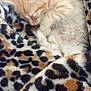 kitten, sleeping, cat, furry, cozy, blanket, leopard_print, animal, pet, cute, close_up, soft, nap, resting, fur, domestic_animal, small, warm, comfort, indoor