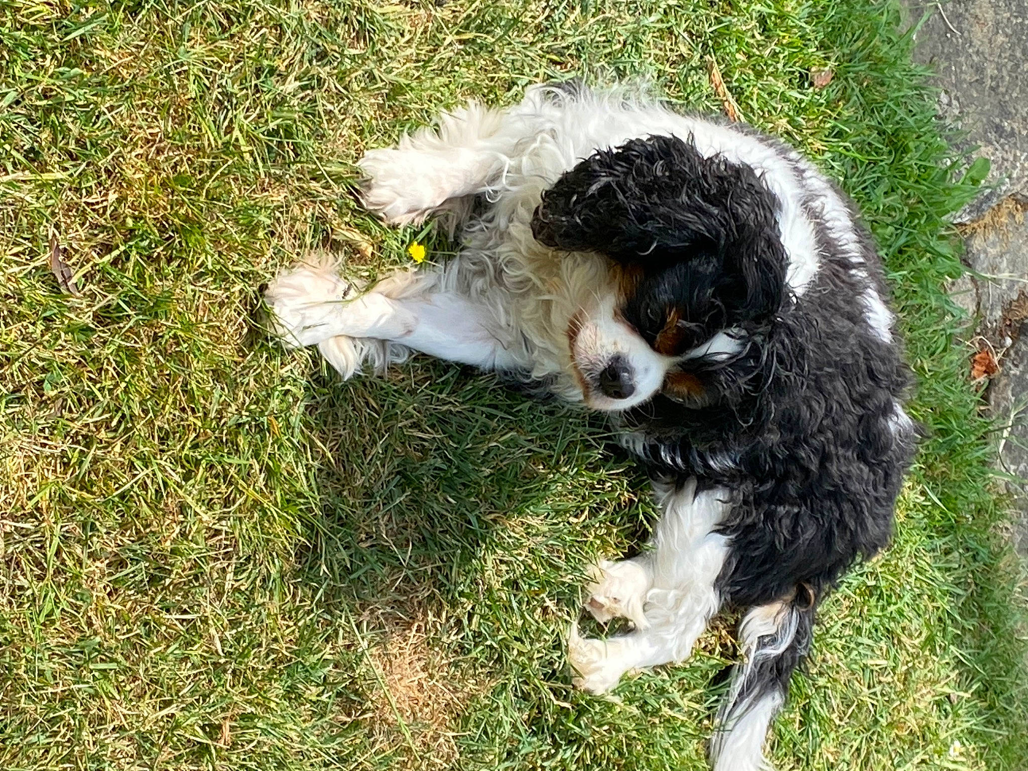 Izis participe au concours pour gagner de l'argent avec cette photo : bird_of_prey, bovine, canidae, carnivore, companion_dog, dog, dog_breed, falconiformes, fur, grass, herding_dog, livestock, plant, sheep, snout, sporting_group, tail, terrestrial_animal, water_dog, working_animal