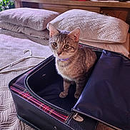 Samantha joined the competition — help win amazing prizes! cat, tabby_cat, suitcase, bed, pillow, quilt, headboard, framed_photos, baseballs, collar, indoor, furniture, decor, pet, animal, cozy, curious, resting, textured, vintage