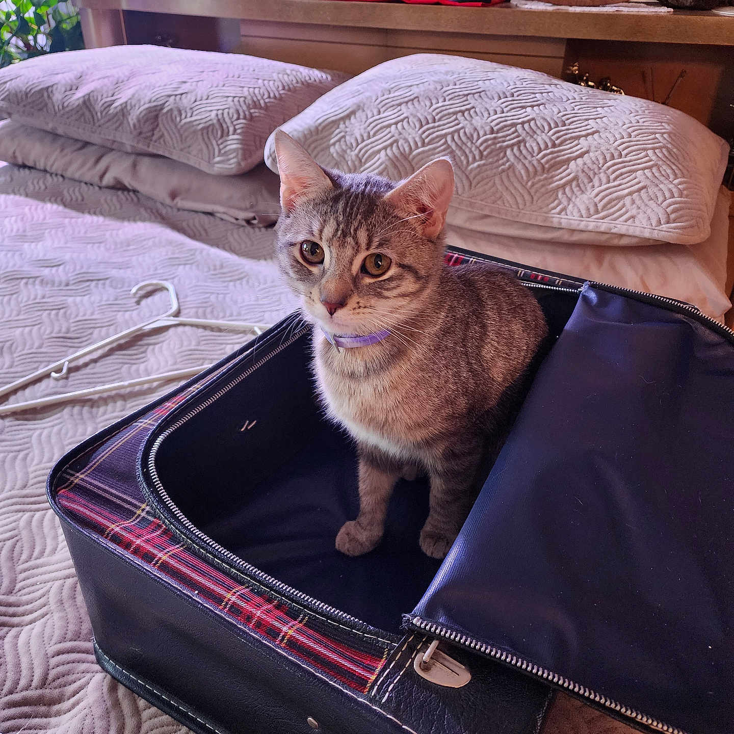 Samantha joined the competition — help win amazing prizes! cat, tabby_cat, suitcase, bed, pillow, quilt, headboard, framed_photos, baseballs, collar, indoor, furniture, decor, pet, animal, cozy, curious, resting, textured, vintage