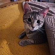 Tuna Two is registered to the contest to win money with this photo: animal, bed, blanket, cat, cozy, curious, cute, domestic, ears, feline, fur, home, indoor, pet, portrait, quilt, resting, tabby, whiskers, yellow