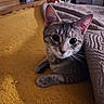 animal, bed, blanket, cat, cozy, curious, cute, domestic, ears, feline, fur, home, indoor, pet, portrait, quilt, resting, tabby, whiskers, yellow