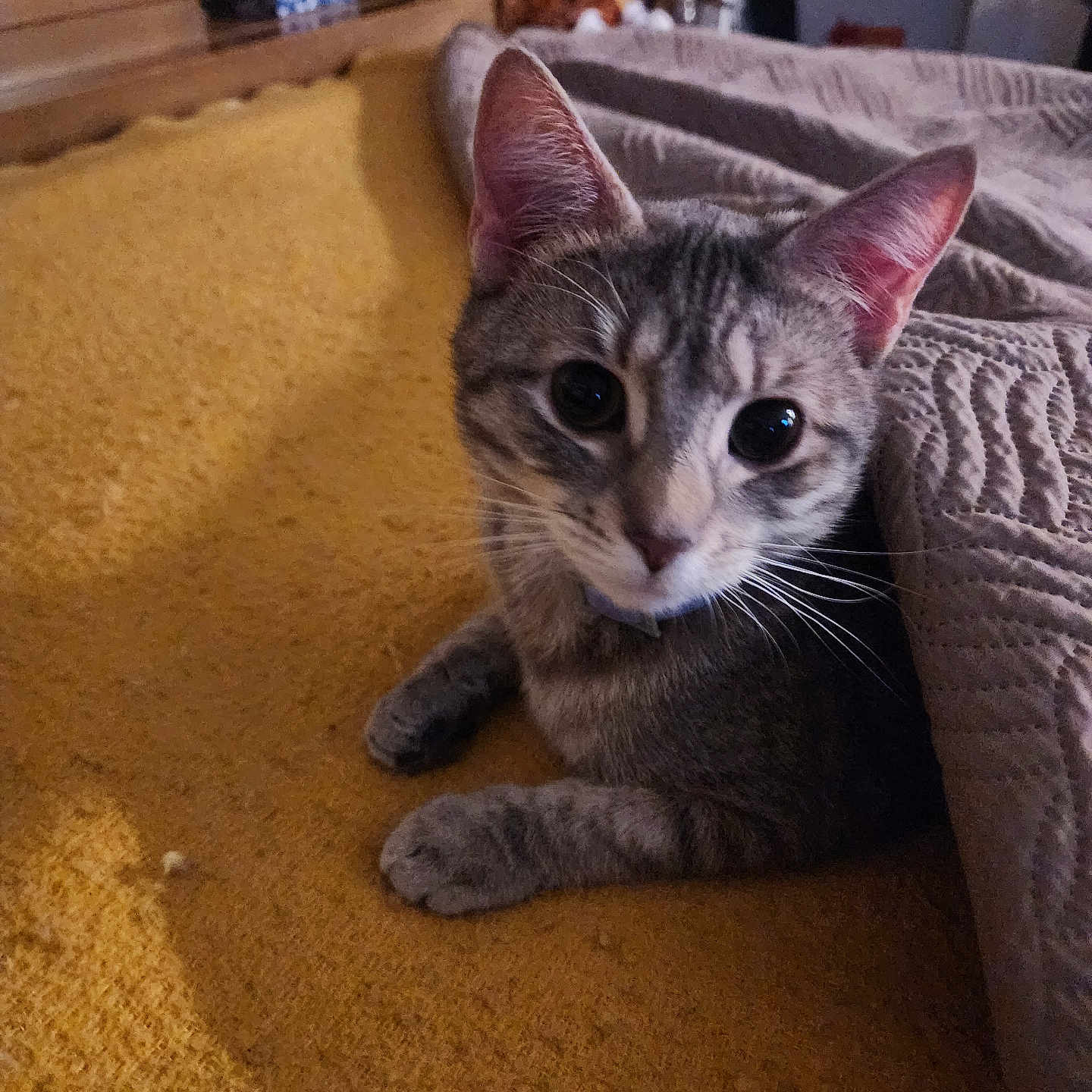 Tuna Two